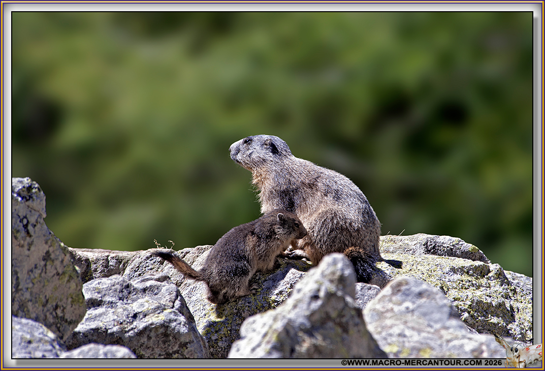 MARMOTTES